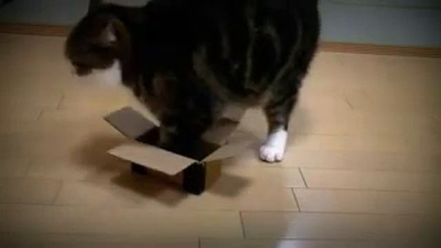 Maru Японский кот и коробки Аха ха! смотреть онлайн