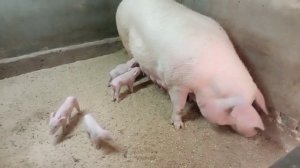 Поросята породы Ландрас - Йоркшир, хорошо подходят как на откорм, так и на племя.