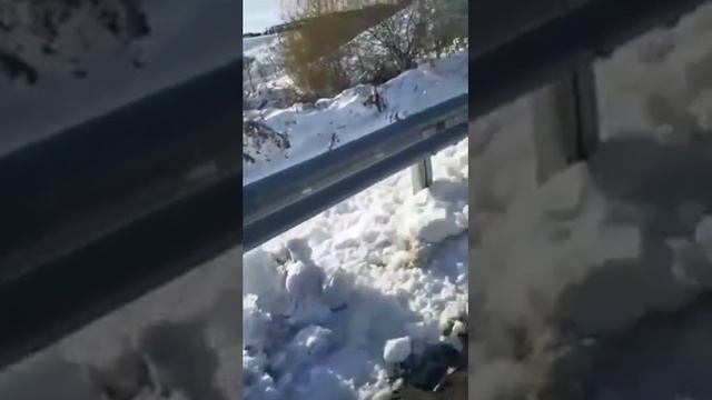 В КЧР на автомобилиста напал дерзкий козёл смотреть онлайн
