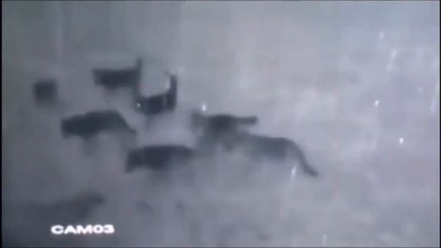 Более 8 волков убили и разорвали Алабая. Собака погибла. Люди не слышали. смотреть онлайн