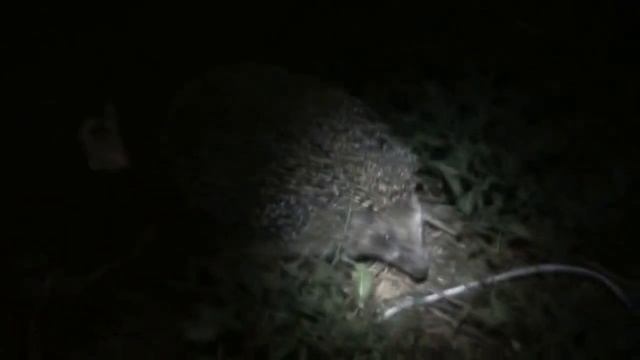 Ёжик в ночной природе смотреть онлайн