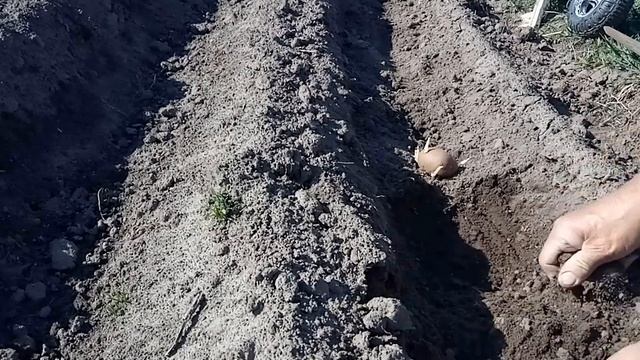 Мотокультиватор и два окучника смотреть онлайн