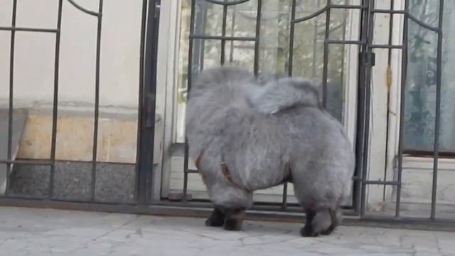 Чау-чау голубой щенок на продажу во Владимире. 8-920-935-71-38 смотреть онлайн