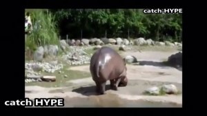 Как пукают животные