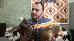 Грифовая и каймановая черепаха в Николаеве / Alligator snapping and Common snapping turtles