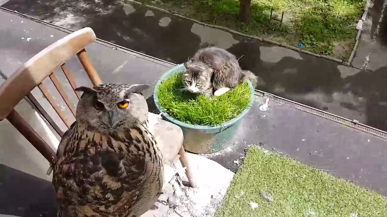 Филин Ёль пасёт котика на травке смотреть онлайн