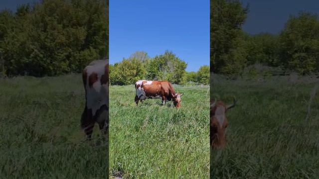 Деревенский дефицит! Редко встретишь! смотреть онлайн