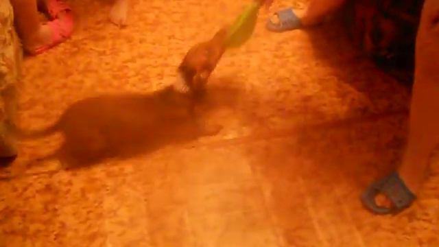 супер такса