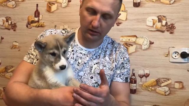 Как выбрать щенка Западно-Сибирской Лайки | Лесные Феи смотреть онлайн