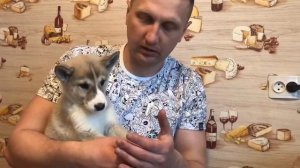 Как выбрать щенка Западно-Сибирской Лайки | Лесные Феи