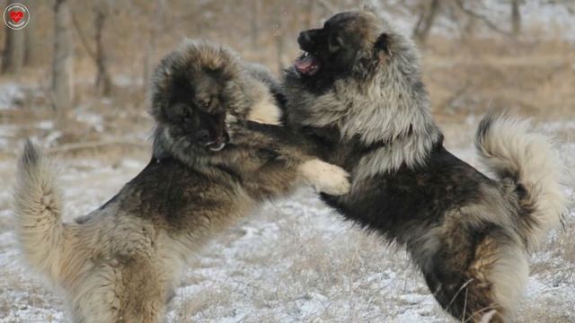 КАВКАЗСКАЯ ОВЧАРКА смотреть онлайн