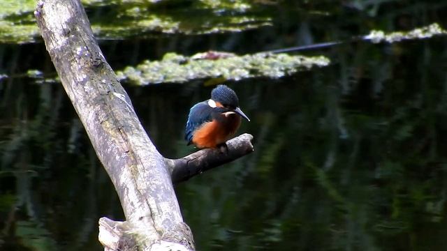Zivju dzenītis - Зимородок - Common kingfisher (Alcedo atthis) смотреть онлайн