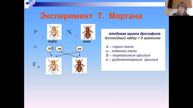 хромосомная теория наследственности смотреть онлайн