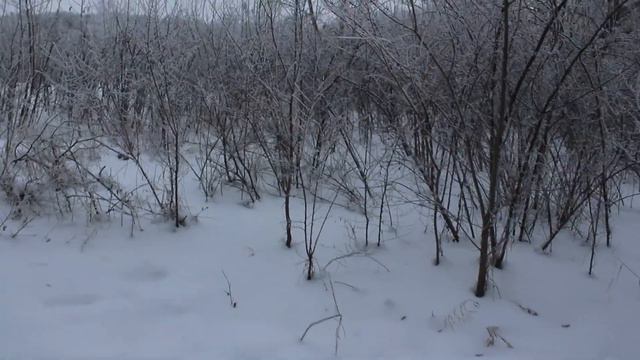 Зимний заснеженный парк, г.Омск. смотреть онлайн