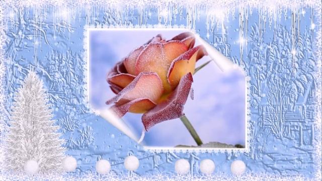 Зимняя роза. Роза на снегу. смотреть онлайн