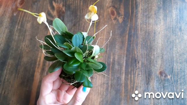 Masdevallia xanthina. смотреть онлайн