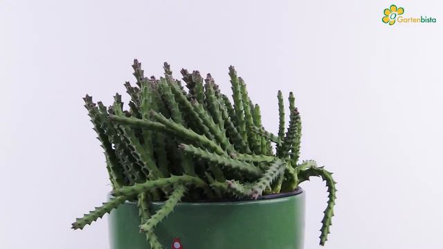 Aasblume Stapelia Variegata 360 Grad Pflanzenvideo смотреть онлайн