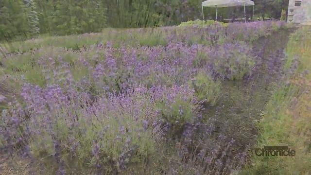 Thursday, July 16th: Laromay Lavender Farm смотреть онлайн