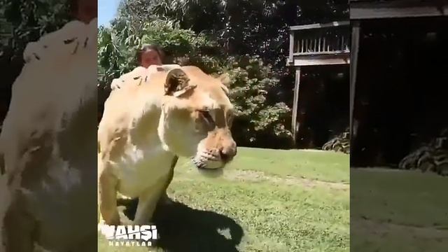 Лигр геркулес - самая большая кошка в мире! Гибрид льва и тигрицы смотреть онлайн