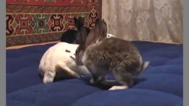 Карликовые кролики (рекс) смотреть онлайн