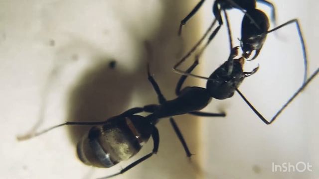 Кампонотус париус (Camponotus parius). Экзотический вид муравьев Муравьи дома. Муравьиная ферма. смотреть онлайн
