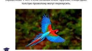 "Зоопарк", презентация для детей