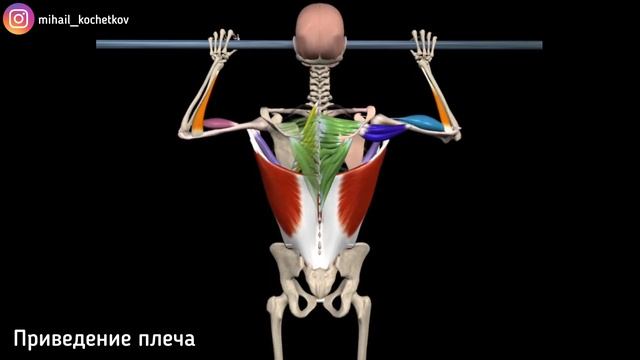 В каких движениях работает широчайшая мышца спины? смотреть онлайн