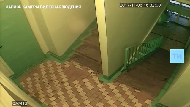 В Челнах три девочки скинули кошку с 14-го этажа, волонтеры пишут заявление в полицию