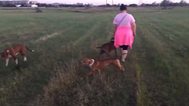Питбуль Бонни: Наши новые друзья!)) Даша и Сэм)))) смотреть онлайн