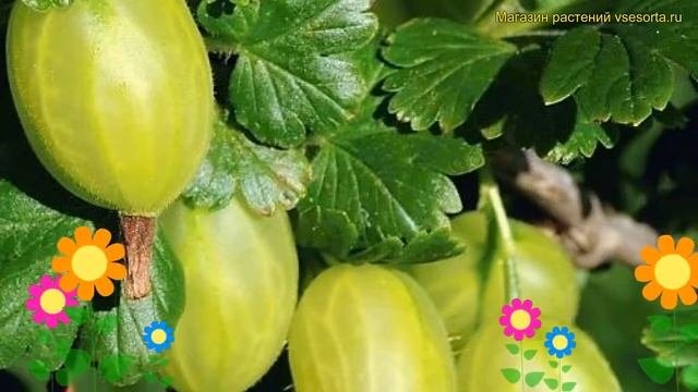 Крыжовник обыкновенный Инвикта. Краткий обзор, описание характеристик ribes uva-crispa Invicta смотреть онлайн