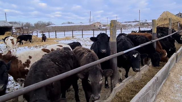 Крс. Тёлки Aberdeen Angus. смотреть онлайн