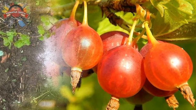 Два лучших удобрения: чем подкормить крыжовник осенью для богатого урожая, простые советы! смотреть онлайн