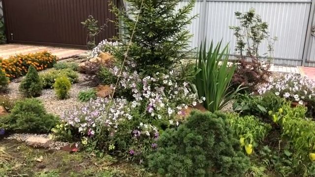 Мой, пока еще не законченный, хвойный палисадник! смотреть онлайн