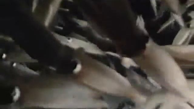 Значение головоногих для человека смотреть онлайн