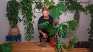 Что делать если залила растение? Пересаживай со мной | Монстера | 2021