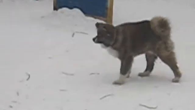 Akita inu Graf смотреть онлайн