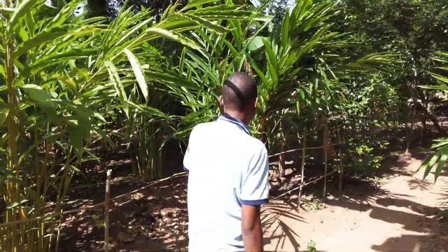 Путешествие на Занзибар. Лучшие пляжи | Острова | Экскурсии. 23 дня, 850 км на машине. Танзания. #1 смотреть онлайн