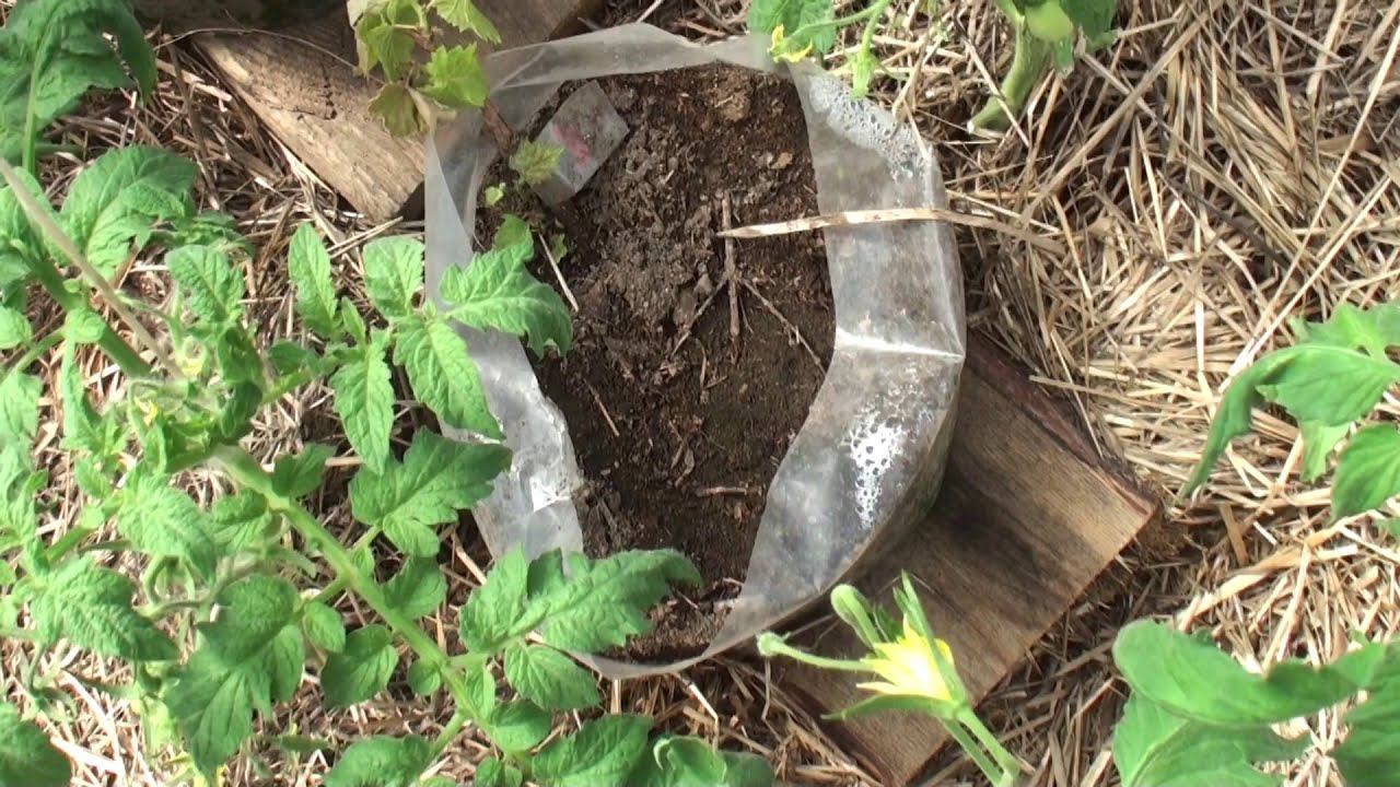 Виноград на улице и в теплице 22 06 2014 смотреть онлайн