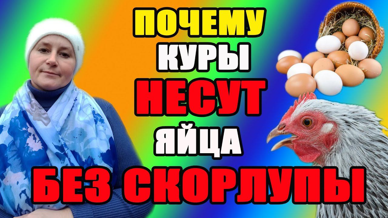 Почему куры несут яйца без скорлупы. Причины и решения. смотреть онлайн
