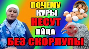 Почему куры несут яйца без скорлупы. Причины и решения.