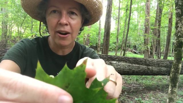 Quercus shumardii (Shumard oak) смотреть онлайн