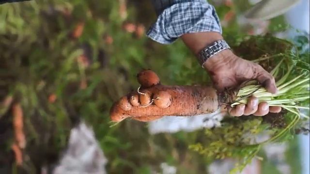 Столовая Ложка Этого, Морковь Большая И Скороспелая! Подкормите Этим Морковь! смотреть онлайн