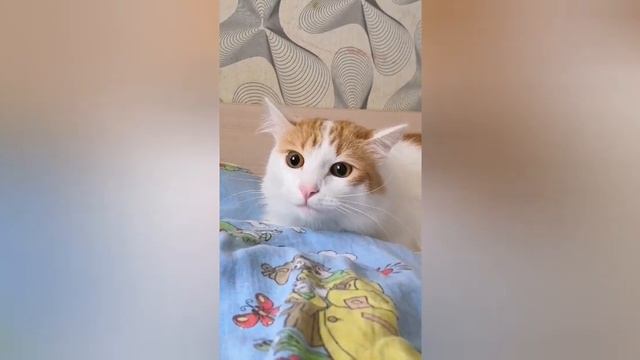 Funny cat Bulya. Collektion.Смешной кот Булька.Сборник.Турецкий ван. смотреть онлайн