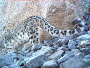 Снежный барс в дикой природе Горного Алтая