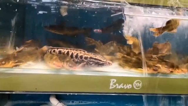 Альпака и домашние животные_Морепродукты, рыба, раки в супермаркете смотреть онлайн