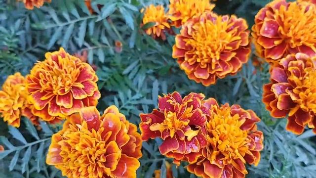 French Marigold 'Bonanza Flame' (Tagetes patula) Flowers, Leaves and Plant Identification & Detail смотреть онлайн