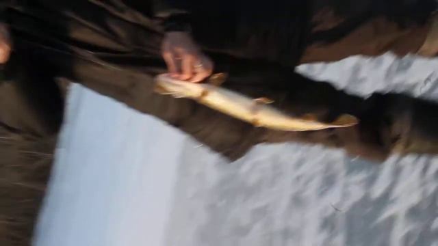 Перволедье на р.Камсак смотреть онлайн