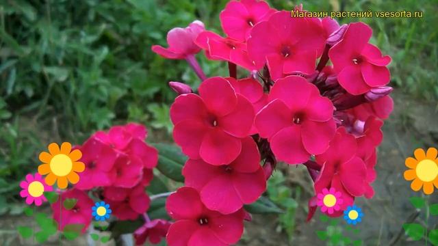 Флокс метельчатый Надя. Краткий обзор, описание характеристик phlox paniculata Nadia смотреть онлайн