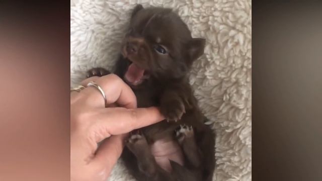 Most Adorable Teacup Chihuahua Compilation Video Ever