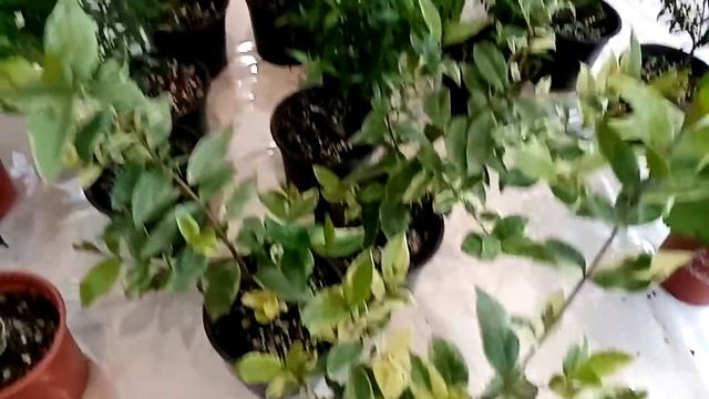 На выставке растений глаза разбегаются! смотреть онлайн
